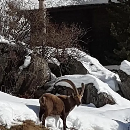 Lehnbach * Saas-Almagell